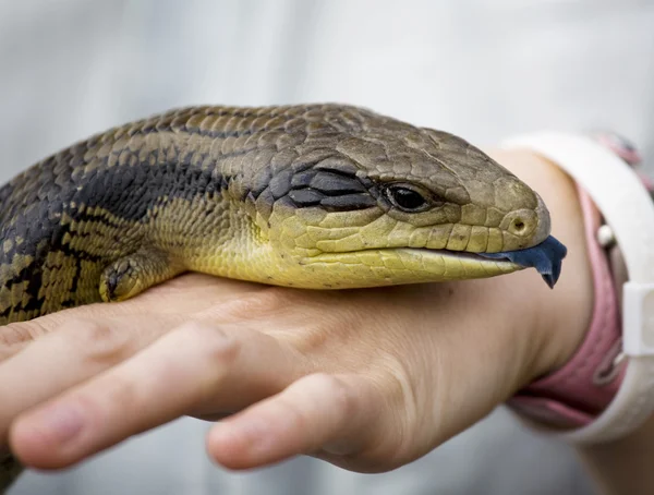 Lagarto — Fotografia de Stock