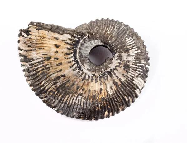 Amonit fosili — Stok fotoğraf