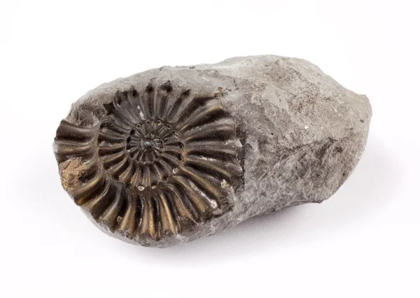 Ammonit fossil — Stockfoto