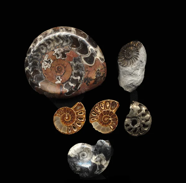 Ammonite fossil — Stock Photo, Image