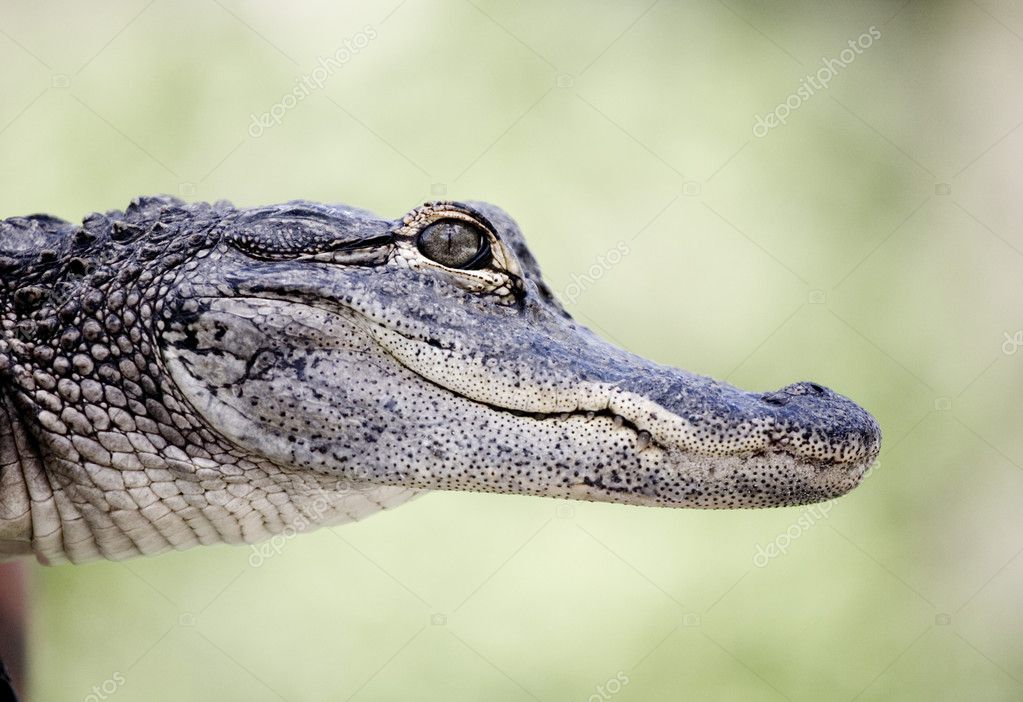 Crocodile Baby Stock Photo By C Markrhiggins 2579