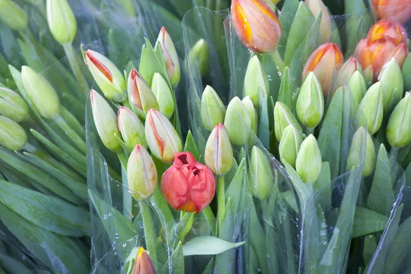 Tulips — Stock Photo, Image