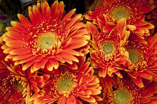 Zinnia flowers — Stock Photo, Image