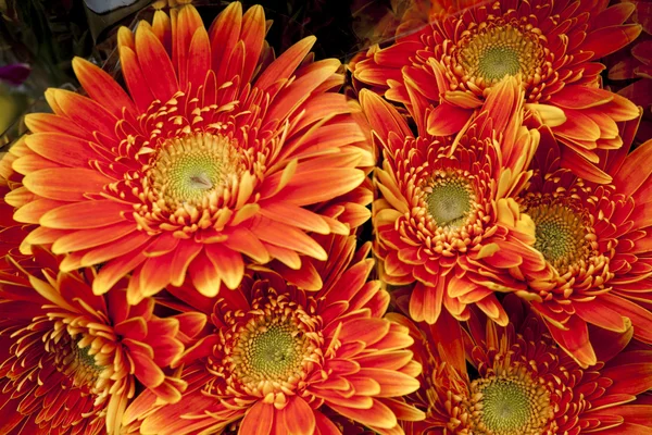 Zinnia bloemen — Stockfoto