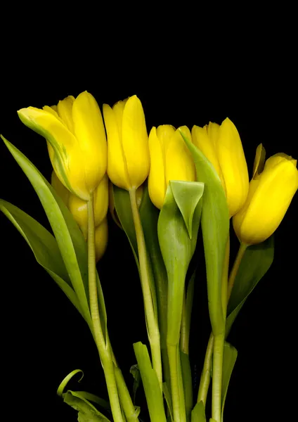 Mooie bloemen — Stockfoto