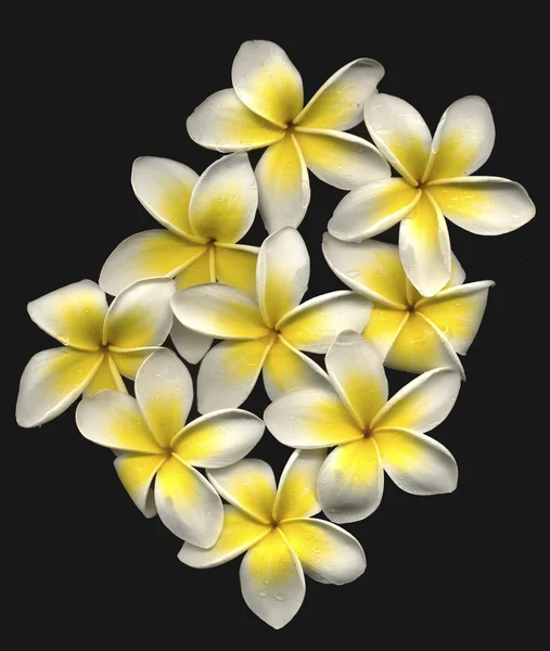 Beautiful hi res frangipani — Stock Photo, Image