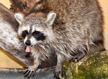 Racoon haydut