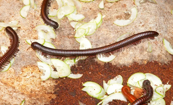 Duizendpoot worm — Stockfoto