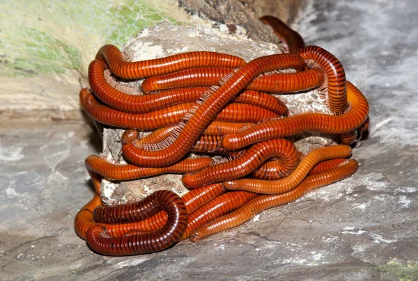 Многоногий червь — стоковое фото