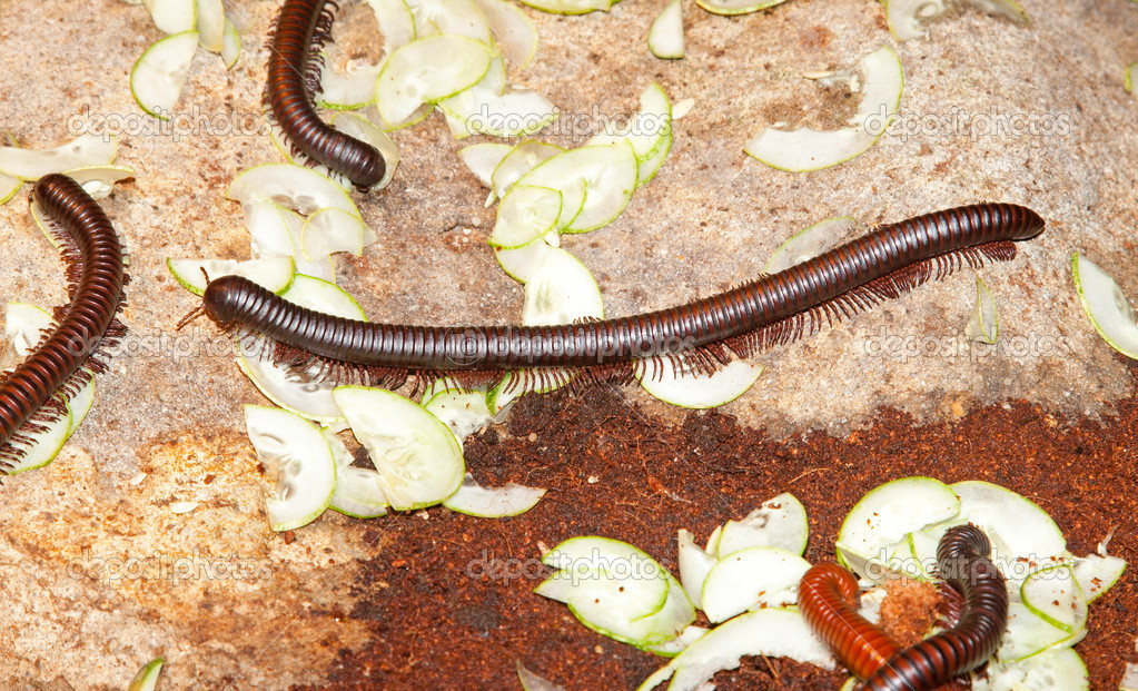 stonoga robak — Zdjęcie stockowe © markrhiggins 28706363