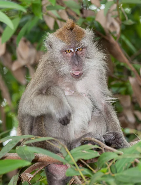 Macaco com língua mostrando — Fotografia de Stock