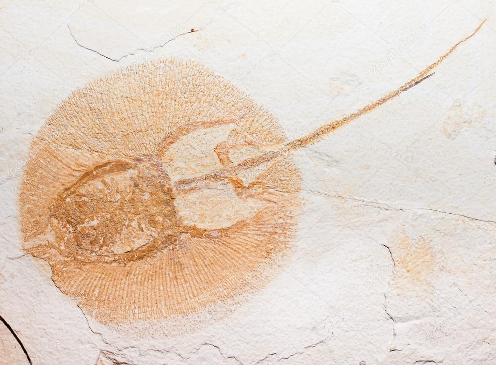 fossil of horseshoe crab maybe