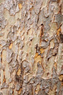 Ağaç kabuğu doku için