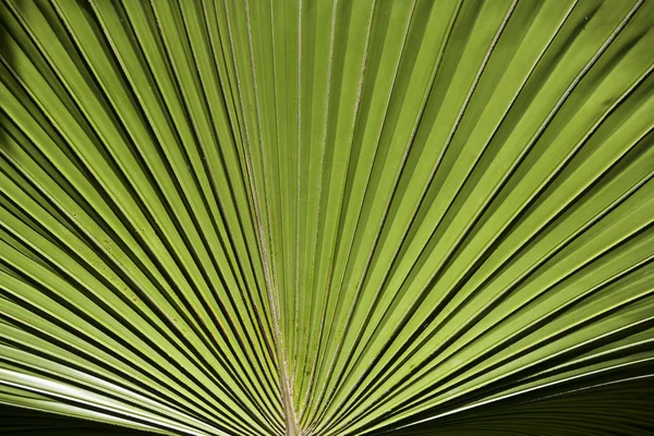 Folha de palma vibrante — Fotografia de Stock