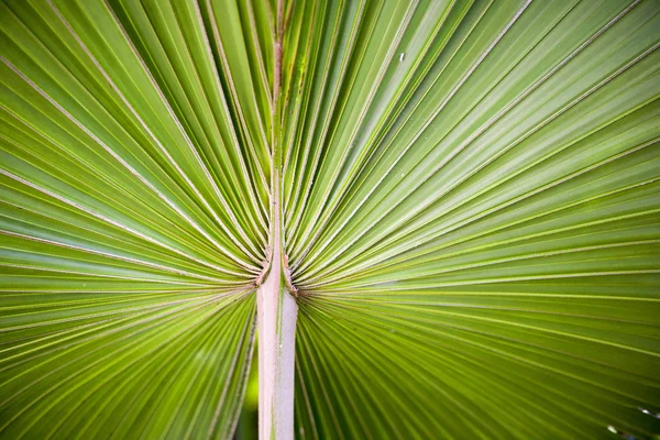 Folha de palma vibrante — Fotografia de Stock