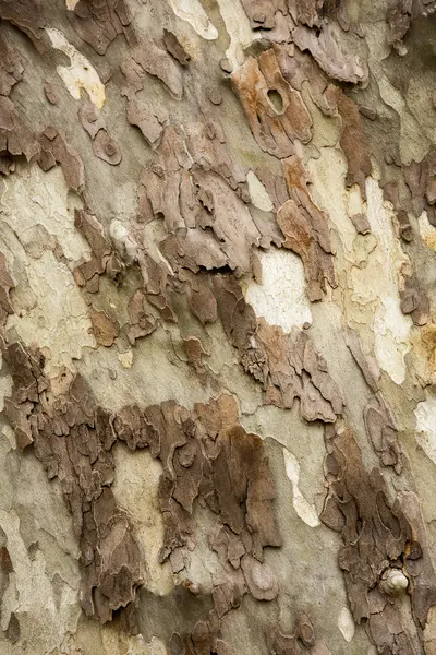 Écorce d'arbre pour texture — Photo