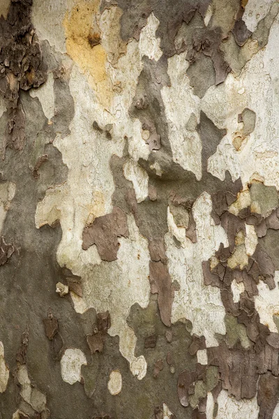Кора дерева для текстуры — стоковое фото