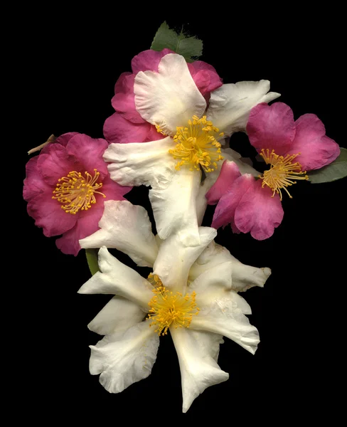 ดอกไม้ สวัสดี — ภาพถ่ายสต็อก
