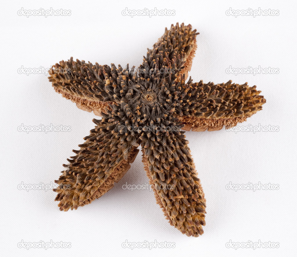 Tropical seed pod australian teak — Stock Photo © markrhiggins 29001427