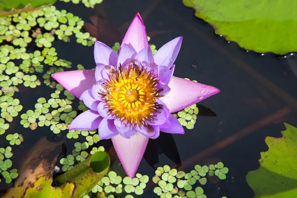 Lirio de agua — Foto de Stock