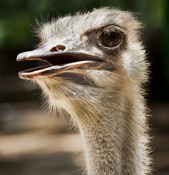 Strauß flugunfähiger Vogel — Stockfoto