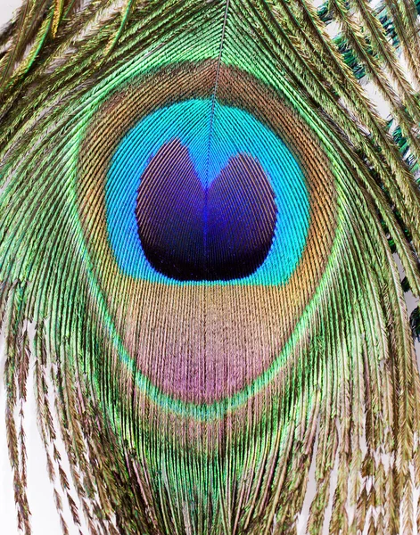 Peacock achtergrond — Stockfoto