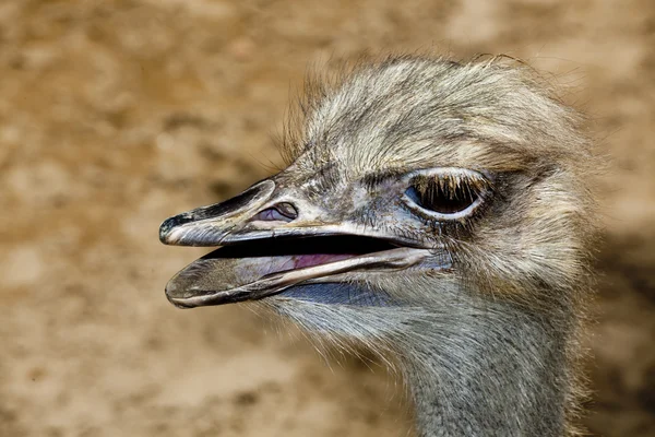 Ostrich flightless bird — Stock Photo, Image