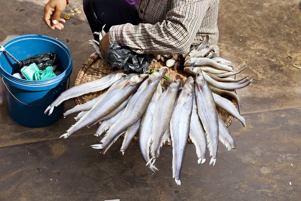 Pacotes de peixes — Fotografia de Stock