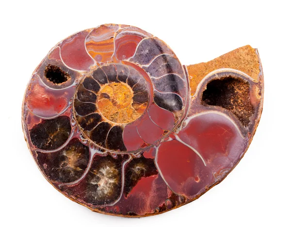 Beautiful ammonite — Stock Photo, Image