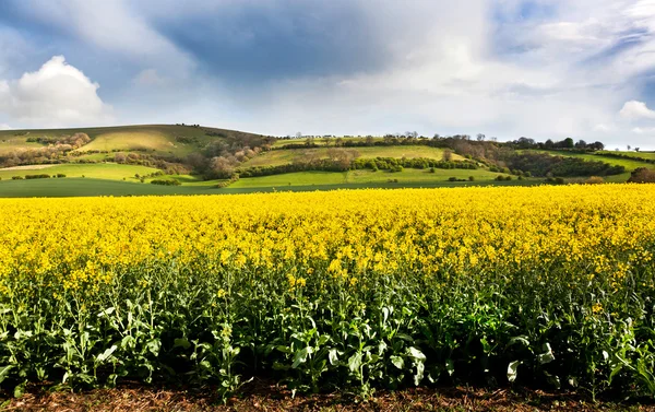 Scene west sussex — Stock Photo, Image