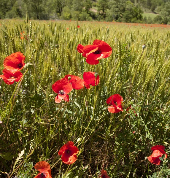 Campos de papoula na França — Fotografia de Stock