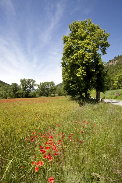 Poppy fields in France — Stock Photo, Image