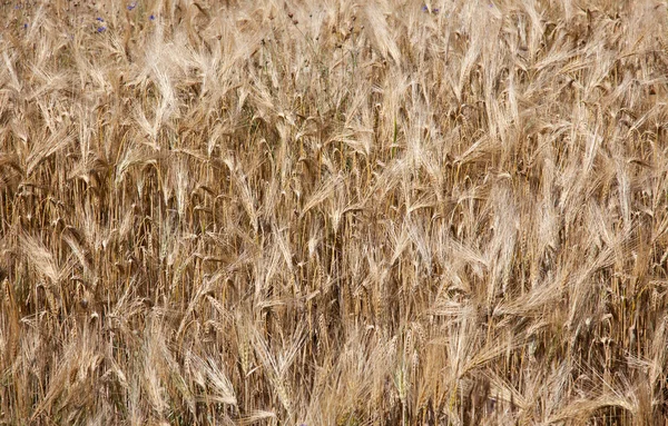 French wheatfield background Stock Photo