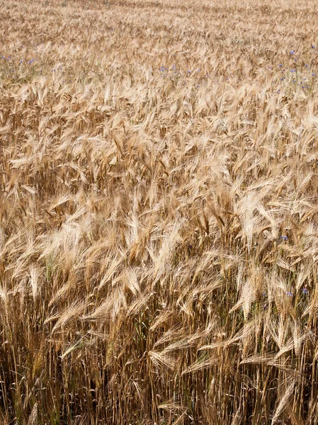 french wheatfield background