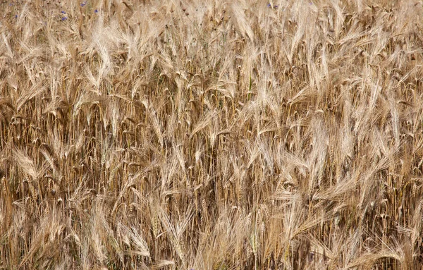 French wheatfield background Stock Picture
