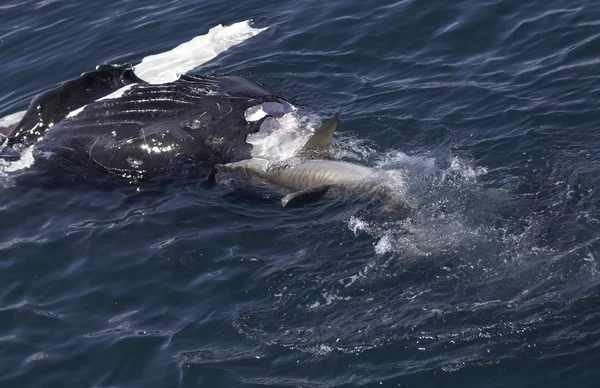 Tubarão que come baleia — Fotografia de Stock