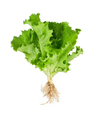 yeşil salata