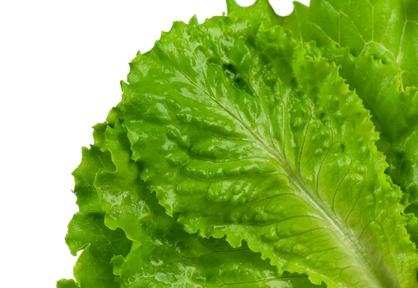 Grüner Salat — Stockfoto