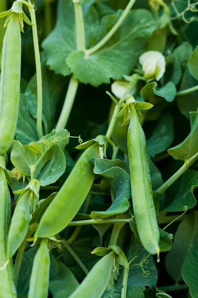 エンドウ豆の茂み — ストック写真