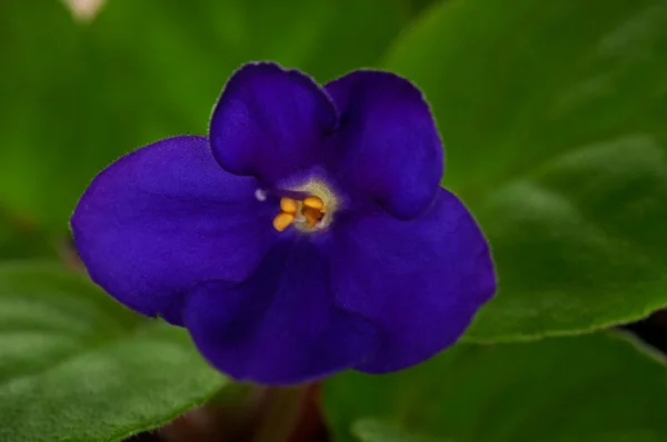 Saintpaulia violet — Stock Photo, Image