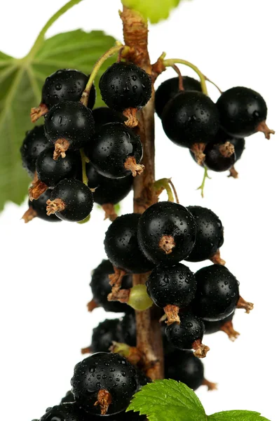 Schwarze Johannisbeeren — Stockfoto