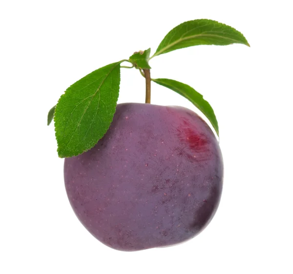 Fresh plum — Stock Photo, Image