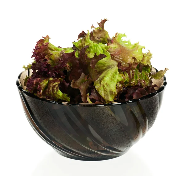 Lollo Rosso lettuce — Stock Photo, Image