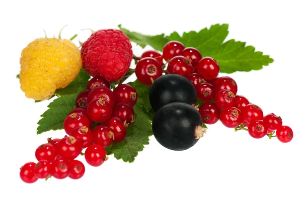 Fresh berries — Stock Photo, Image