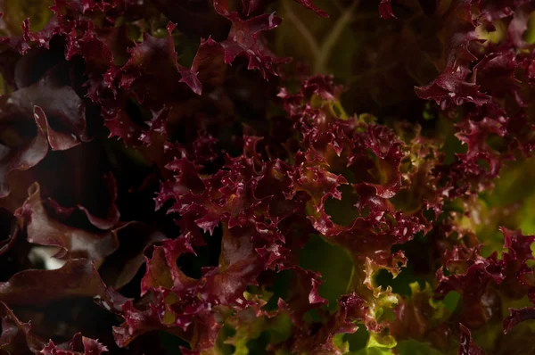 Lollo Rosso lettuce — Stock Photo, Image
