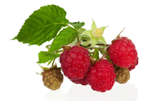 Ripe raspberry — Stock Photo, Image