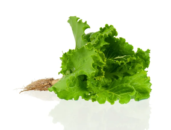 Lechuga con raíz — Foto de Stock