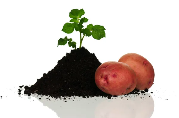 Aardappelen met sprout — Stockfoto