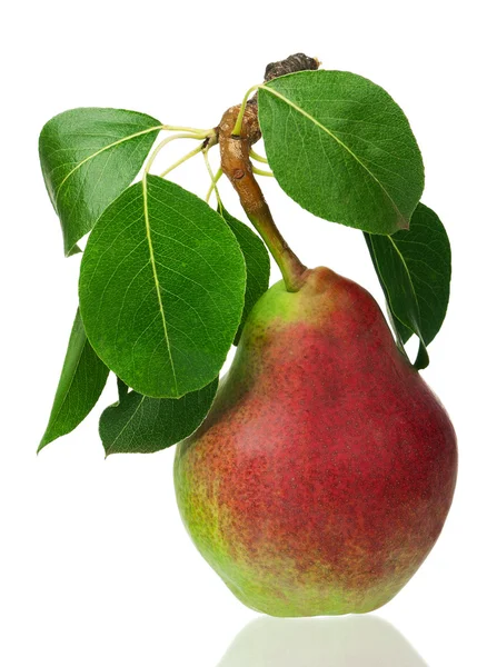 Kypsä päärynä — kuvapankkivalokuva