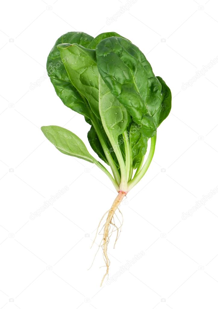 Spinach with root